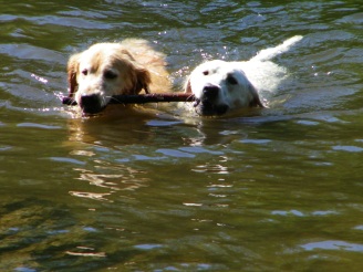 Emma sharing a retrieve with Belle. Do dogs need their tails for balance and swimming?