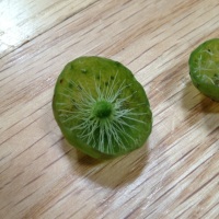 Green Blob Thingie Seed Pod?