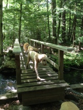 Bridges to cross. This one required a 2 foot high step up for me and jump up for the dogs. On the way back the jump up is even higher and Emma, my thirteen year old Golden Retriever, could not make it up. So I had to lift all 55 pounds of her up onto the bridge. Aging joints and difficulty with depth perception get in her way more and more often.