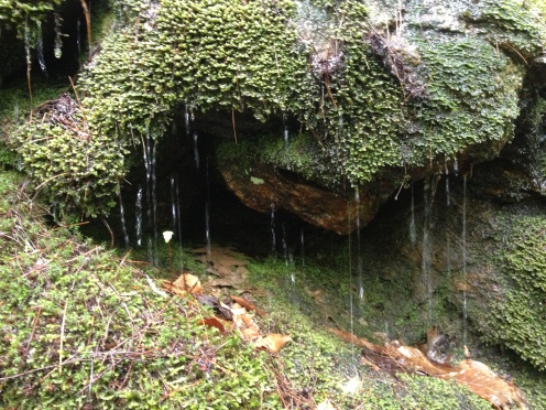 Drop dead gorgeous water running off the slopes through moss carpets. 
